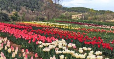 Descubre el esplendor del jardín de los 100.000 tulipanes a una hora de Barcelona