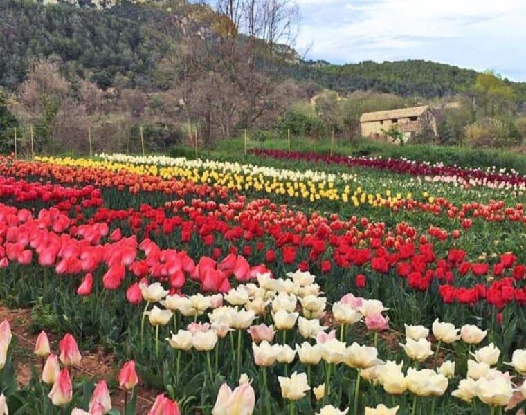 Descubre el esplendor del jardín de los 100.000 tulipanes a una hora de Barcelona