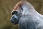 Muere el gorila Xebo en el Zoo de Barcelona, especie en peligro de extinción