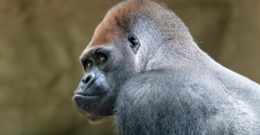 Muere el gorila Xebo en el Zoo de Barcelona, especie en peligro de extinción