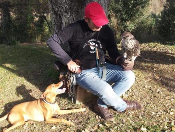 Barcelona controla la sobrepoblación de palomas con aves rapaces