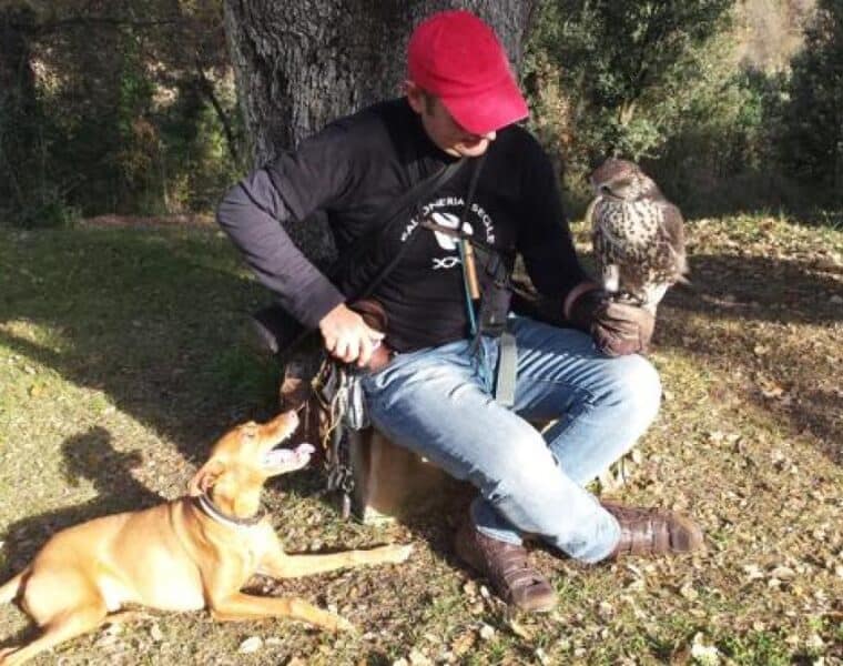 Barcelona controla la sobrepoblación de palomas con aves rapaces