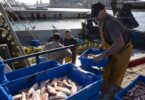 Desafíos y transformaciones: el declive de las pescaderías en Barcelona