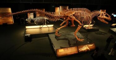 Descubre en Barcelona al dinosaurio más grande de la historia