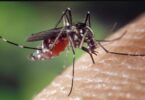 En alerta para combatir la proliferación del mosquito Tigre en Barcelona