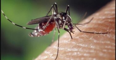En alerta para combatir la proliferación del mosquito Tigre en Barcelona