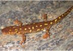 Liberan 600 ejemplares de Tritón del Montseny en su hábitat natural