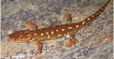 Liberan 600 ejemplares de Tritón del Montseny en su hábitat natural