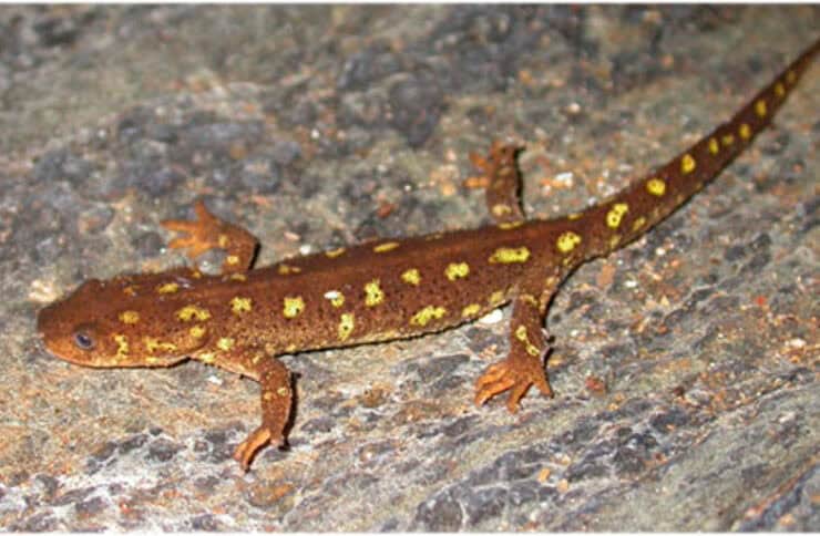 Liberan 600 ejemplares de Tritón del Montseny en su hábitat natural