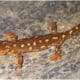 Liberan 600 ejemplares de Tritón del Montseny en su hábitat natural