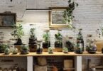Abre Pop-up de Plantas de la tienda Fedra Barcelona