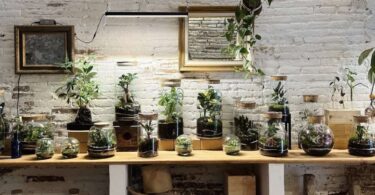 Abre Pop-up de Plantas de la tienda Fedra Barcelona