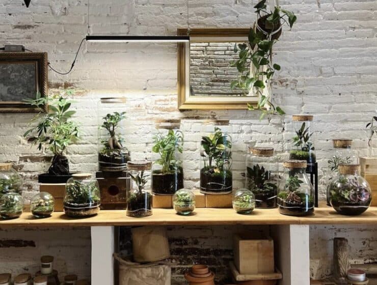 Abre Pop-up de Plantas de la tienda Fedra Barcelona