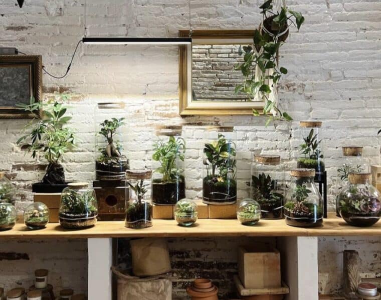 Abre Pop-up de Plantas de la tienda Fedra Barcelona