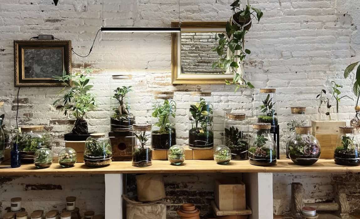 Apre il negozio di piante pop-up di Fedra Barcellona