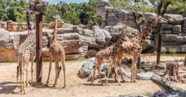 Estrategias del Zoo de Barcelona para combatir el calor: Helados para animales y sostenibilidad hídrica
