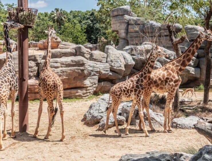 Estrategias del Zoo de Barcelona para combatir el calor: Helados para animales y sostenibilidad hídrica