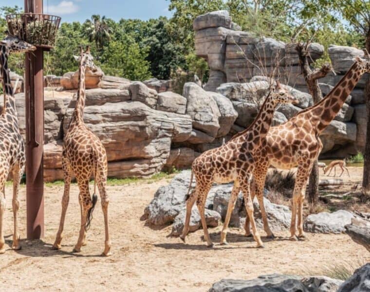 Estrategias del Zoo de Barcelona para combatir el calor: Helados para animales y sostenibilidad hídrica