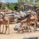 Estrategias del Zoo de Barcelona para combatir el calor: Helados para animales y sostenibilidad hídrica