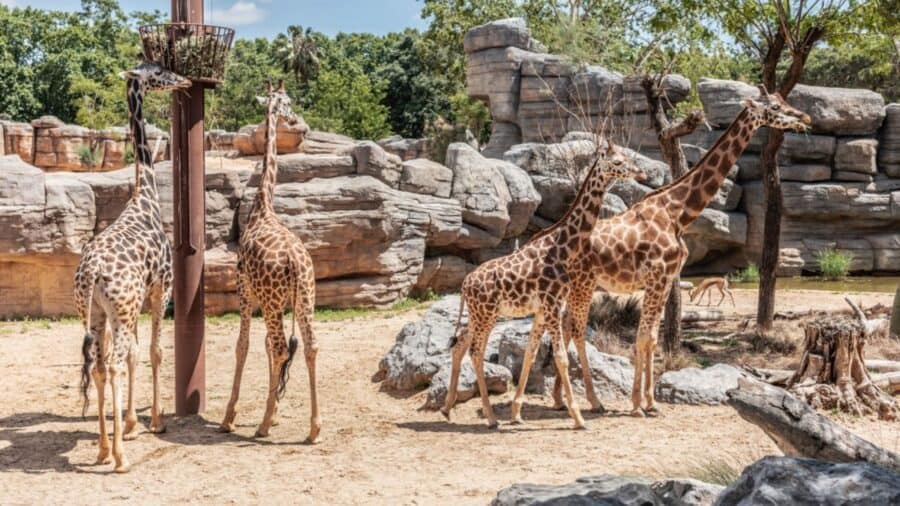 Estrategias del Zoo de Barcelona para combatir el calor: Helados para animales y sostenibilidad hídrica