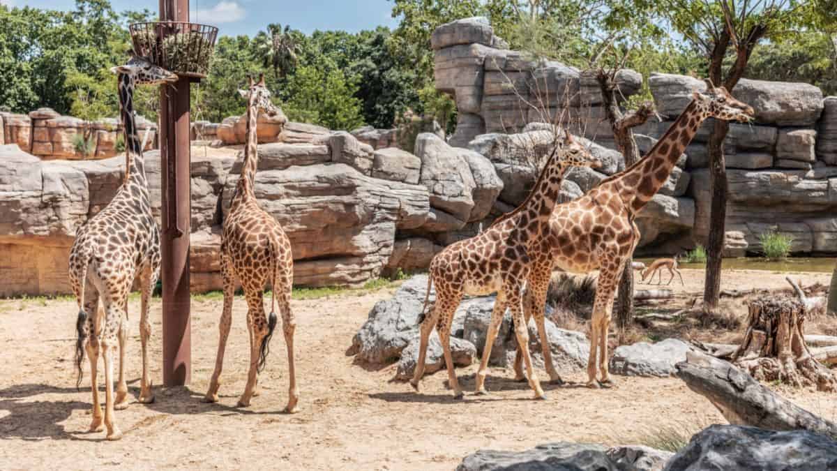 Barcelona Zoo's strategies to combat the heat: Ice cream for animals and water sustainability