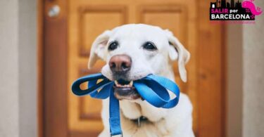 Barcelona endurece las normas para los dueños de mascota
