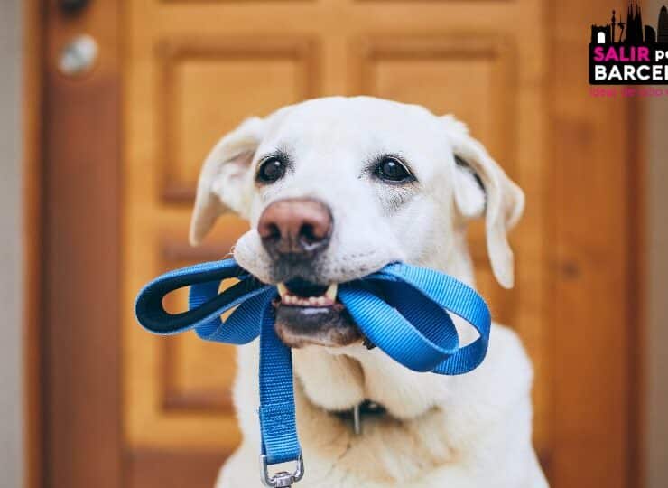 Barcelona endurece las normas para los dueños de mascota