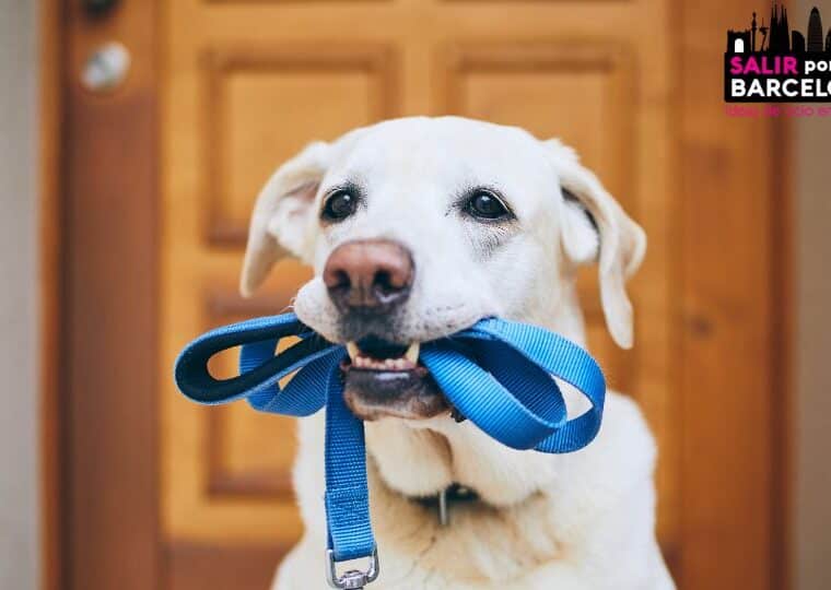 Barcelona endurece las normas para los dueños de mascota