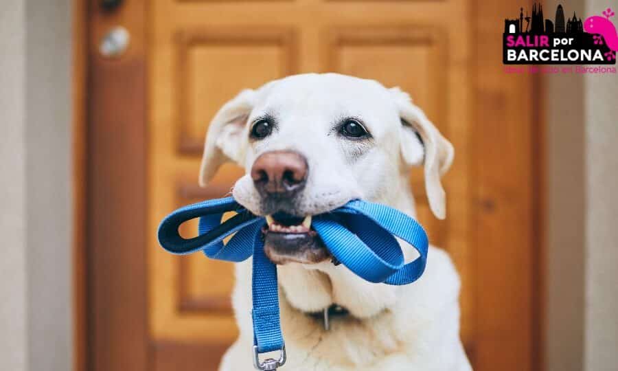 Barcelona endurece las normas para los dueños de mascota