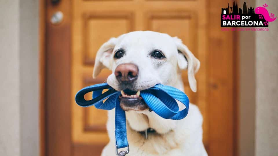 Barcelone renforce les règles applicables aux propriétaires d'animaux de compagnie