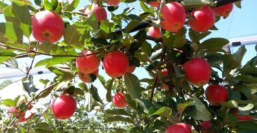 manzana resistente