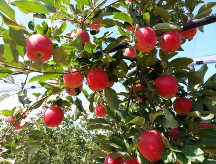 manzana resistente