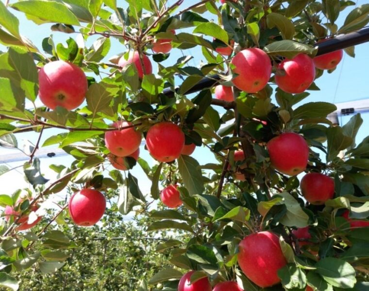 manzana resistente