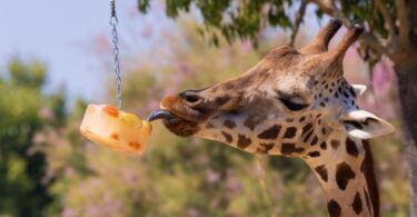protocolo especial para proteger a los animales frente al incremento de las temperaturas