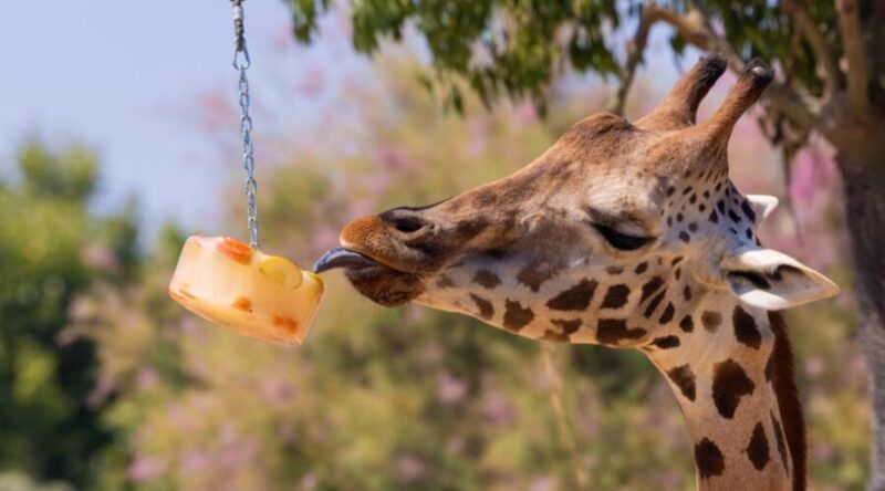 protocolo especial para proteger a los animales frente al incremento de las temperaturas